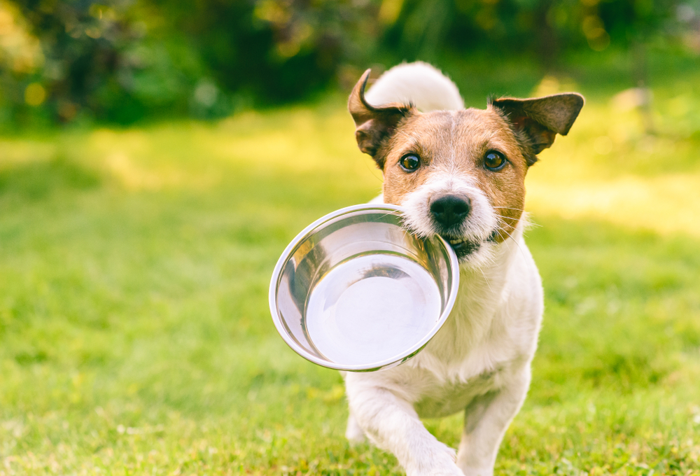 CBD for Dogs 
"Unbolt the advantages of Natural Remedies”
