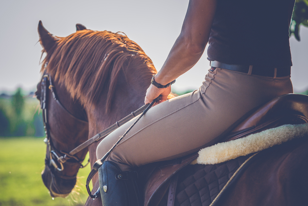 CBD per cavalli: i sorprendenti benefici da conoscere