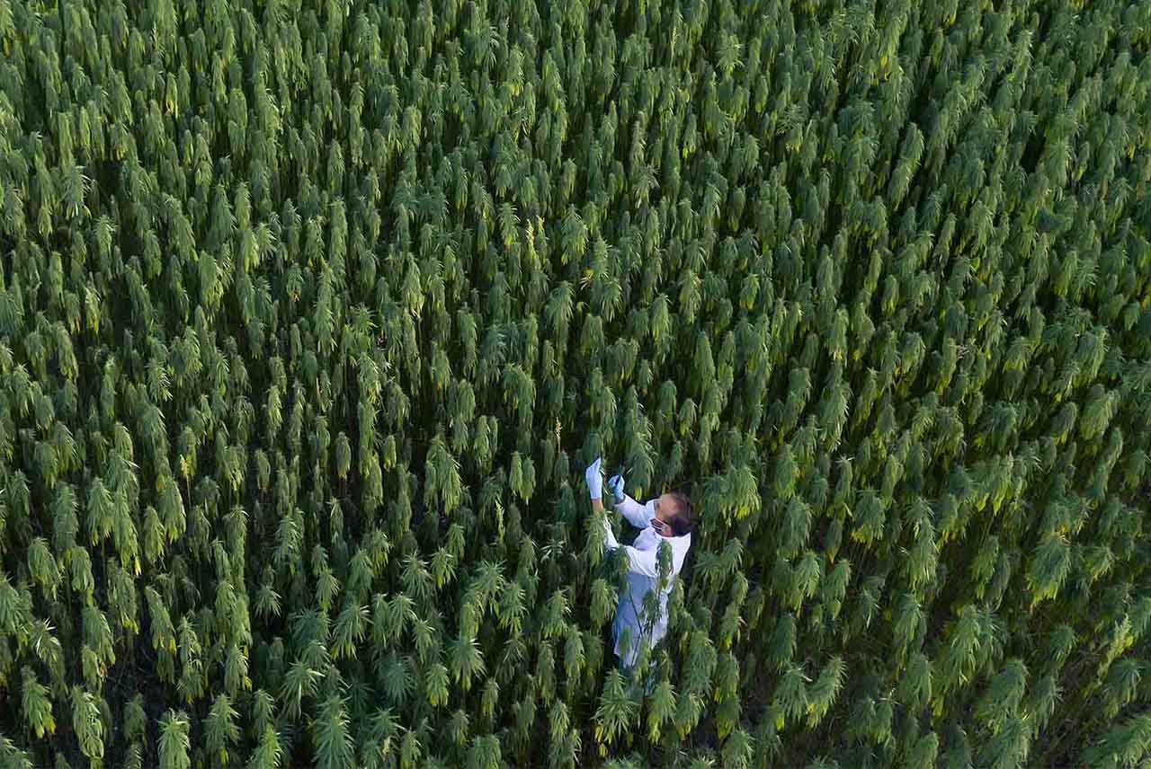 What Is Cannabidiol and What Are Its Uses?