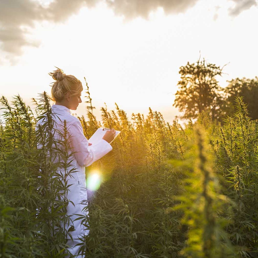 CBD-Großhändler Cannabis italien