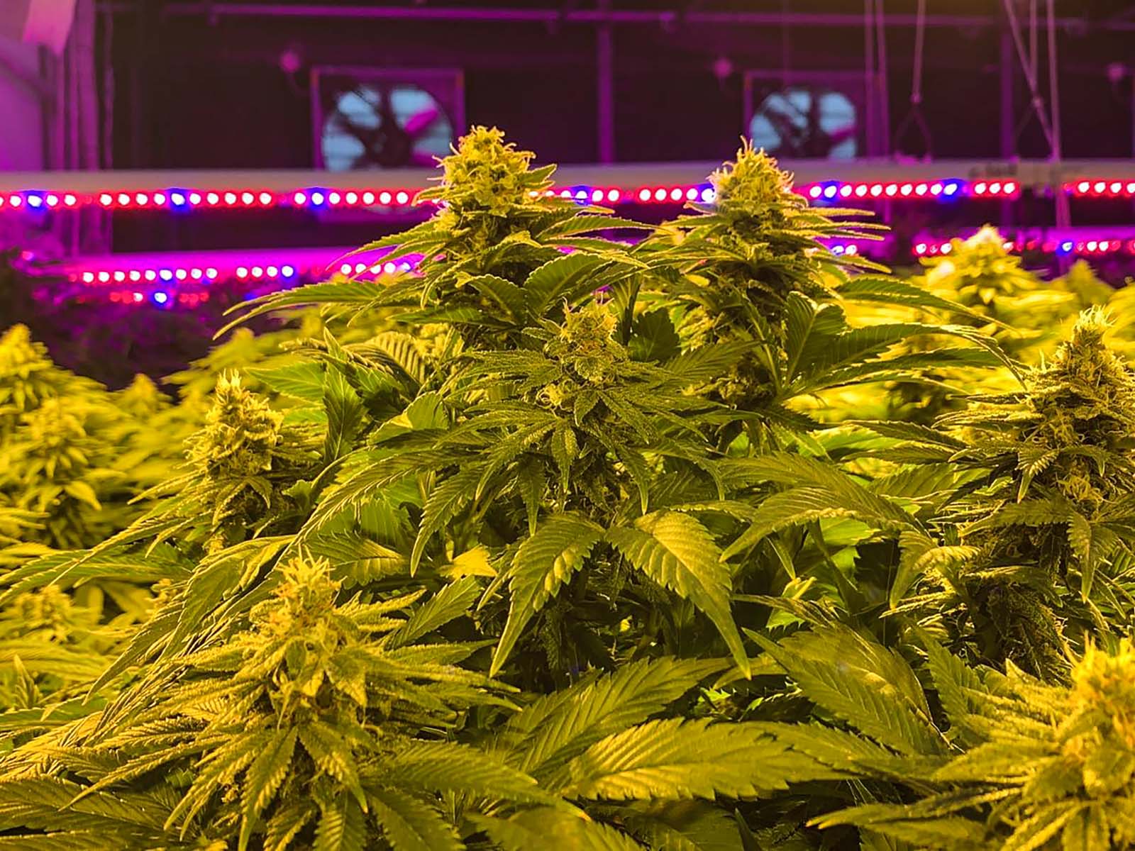 Coltivazione indoor di Marijuana legale CBD