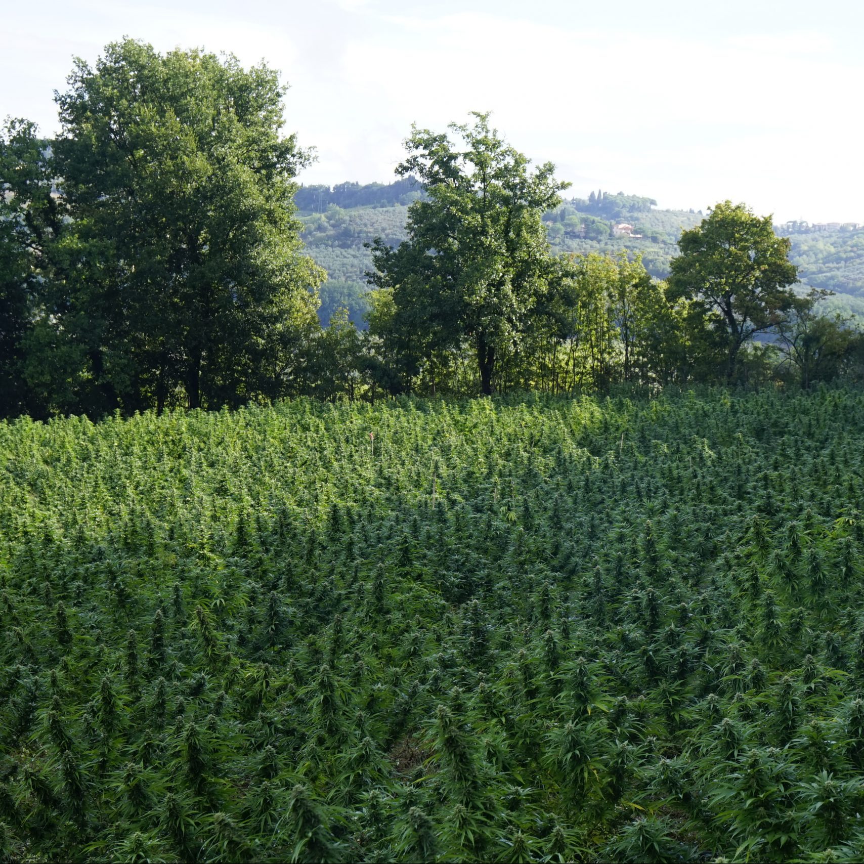 coltivazione erba cbd cannabis canapa legale