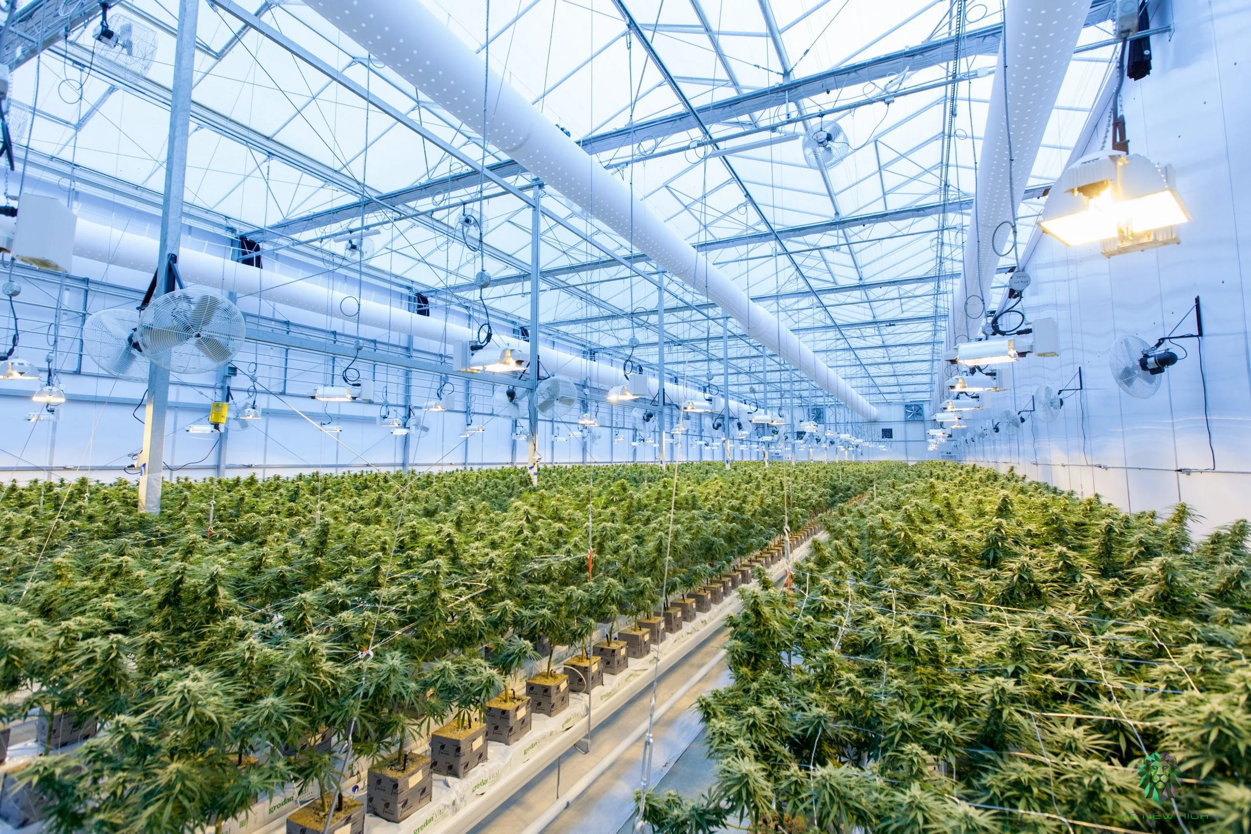 grossiste cbd indoor france