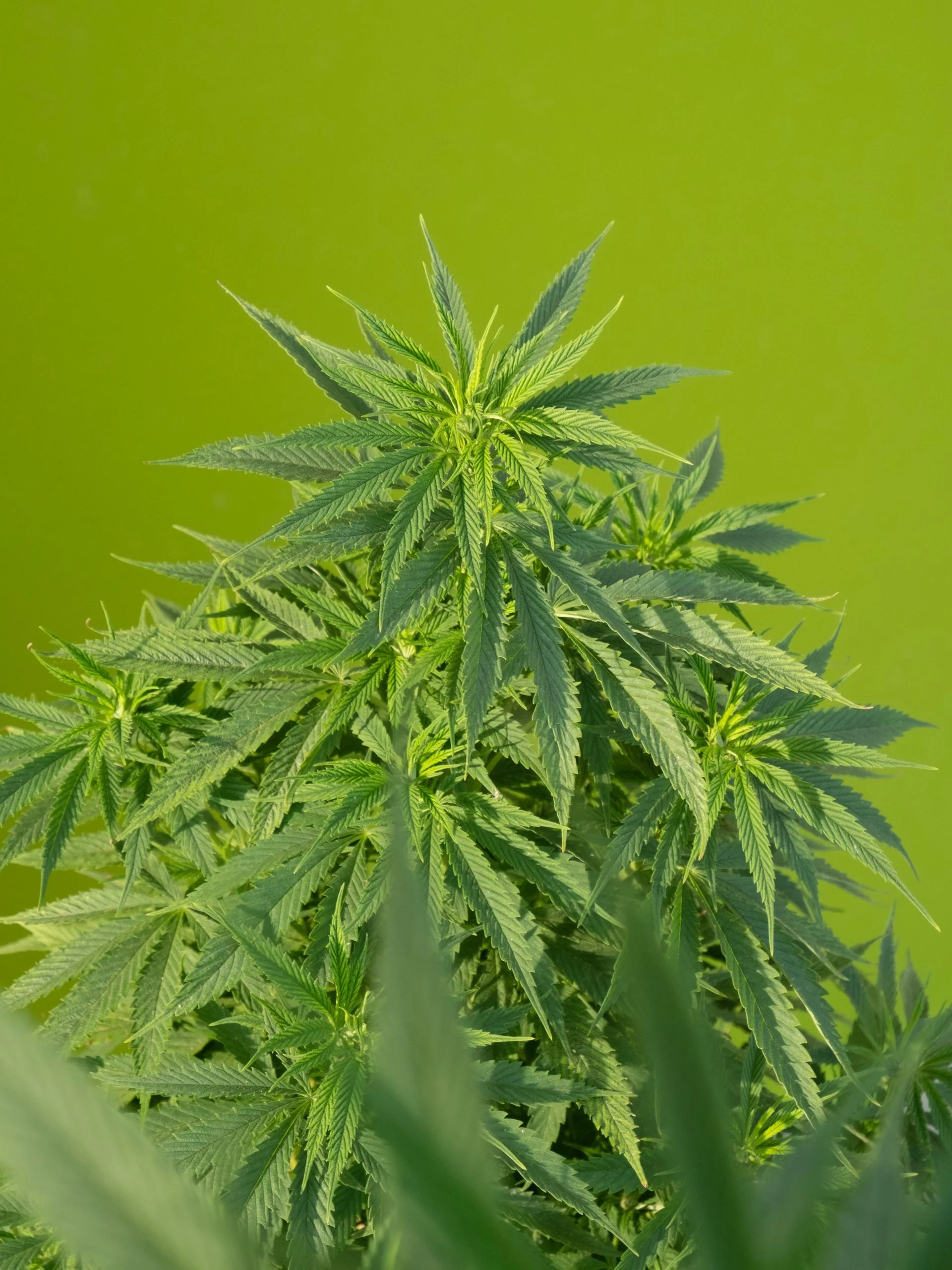 Cannabis CBD plant