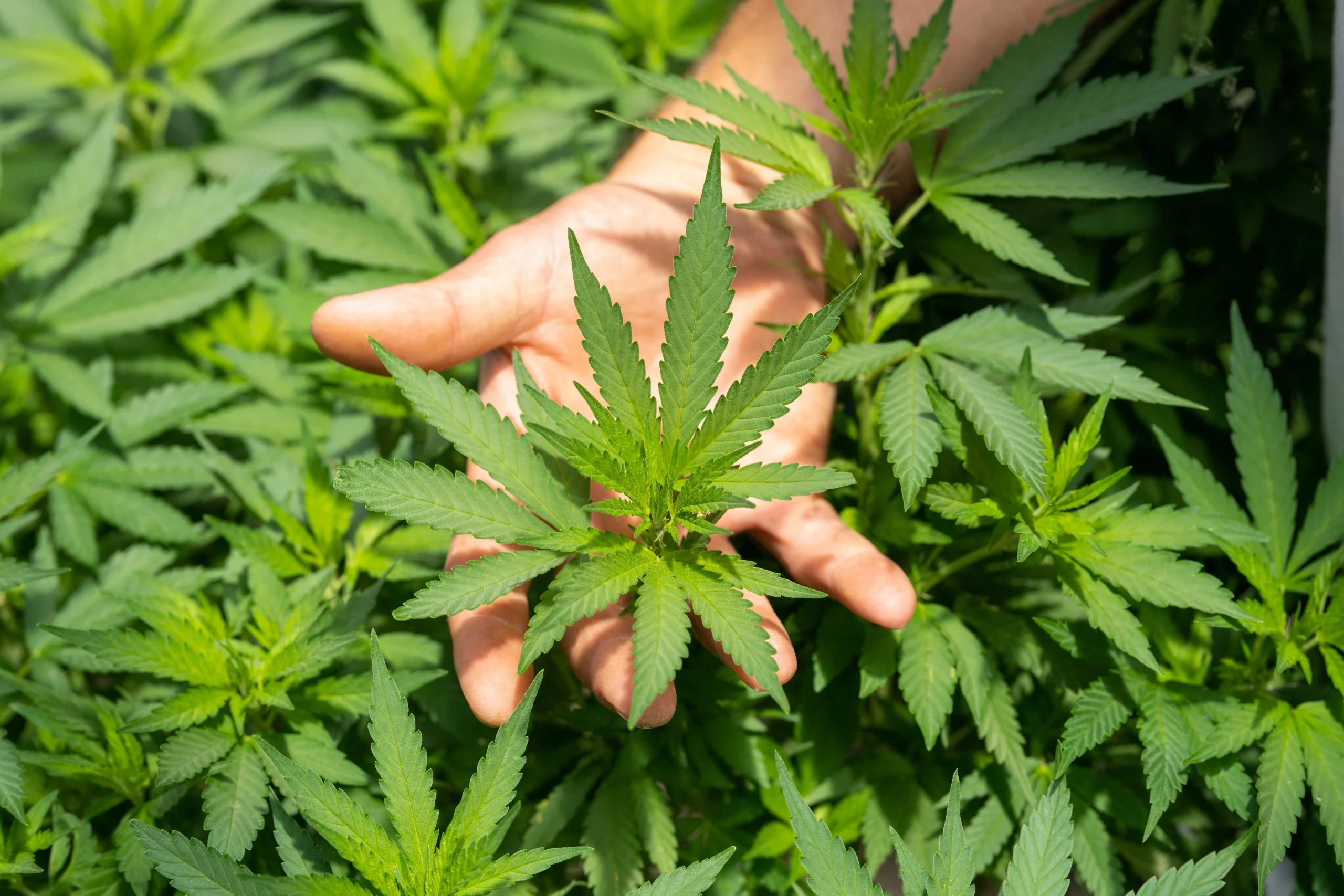 high quality cbd wholesale