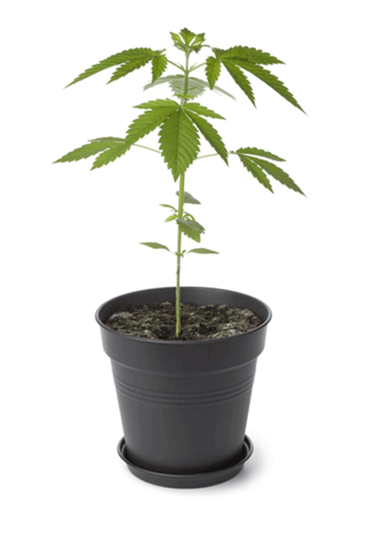 planta-marihuana-CBD-hempati