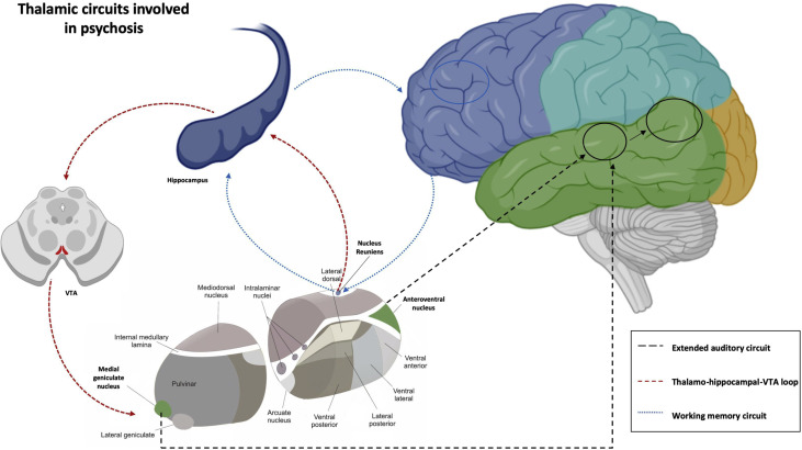 Thalamic circuits involved in psychosis