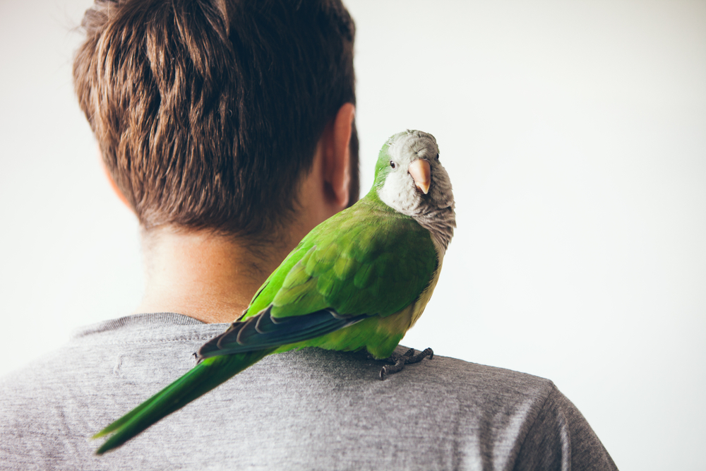 CBD for Birds: Potential Benefits and Risks of Using Cannabidiol Oil for your Feathered Friends