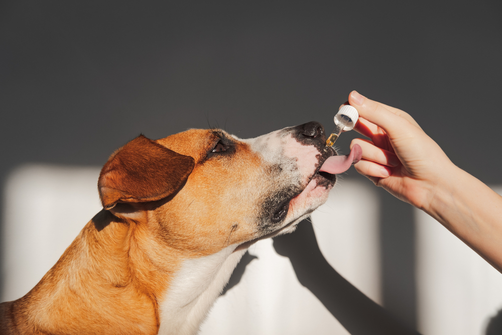 CBD for Dogs
"Unbolt the advantages of Natural Remedies”
