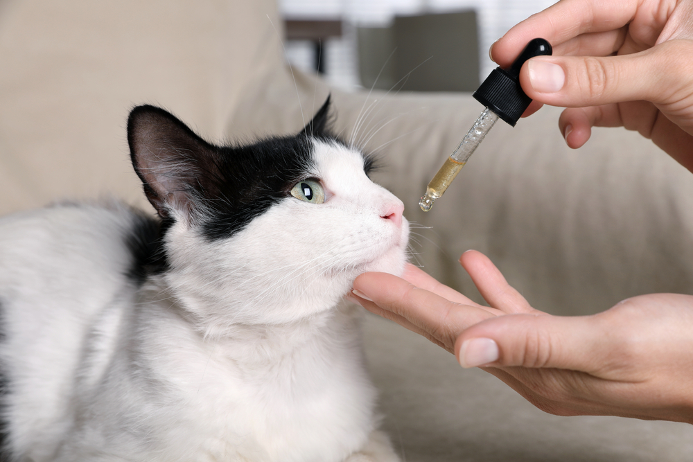 Unlocking the Secrets of CBD for Cats: A Complete Overview
