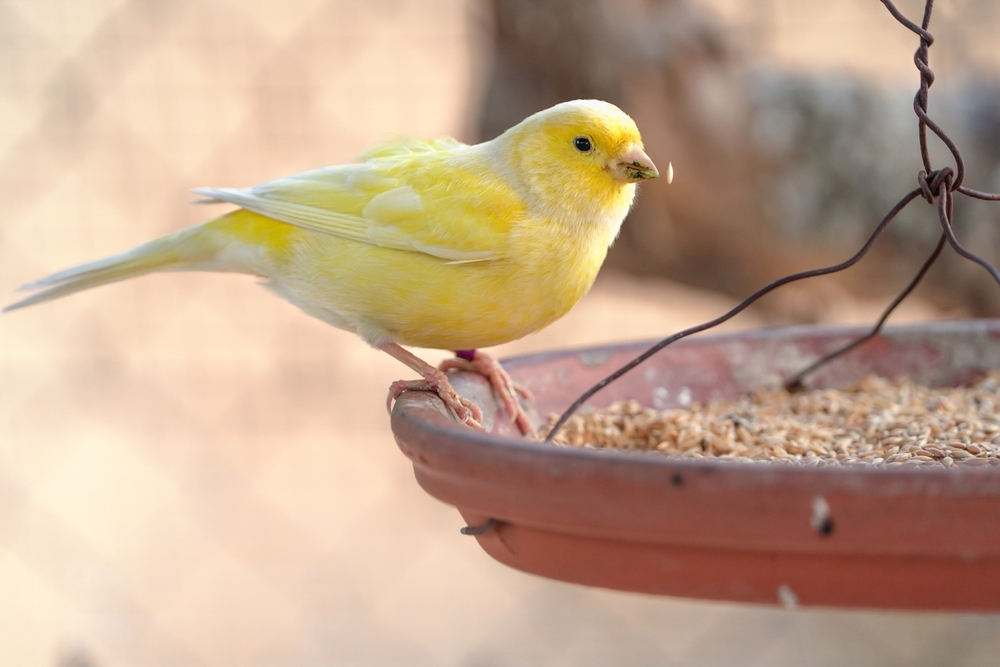 CBD para pájaros: Beneficios y riesgos potenciales del uso de  aceite de cannabidiol para tus amigos emplumados
