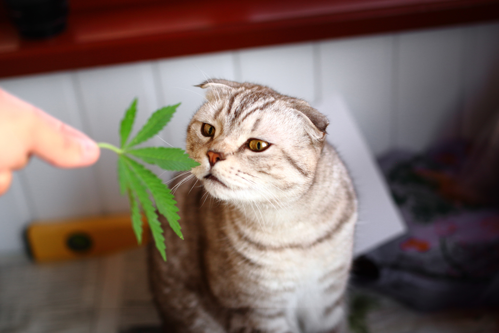 Unlocking the Secrets of CBD for Cats: A Complete Overview
